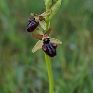 Ophrys sphegodes